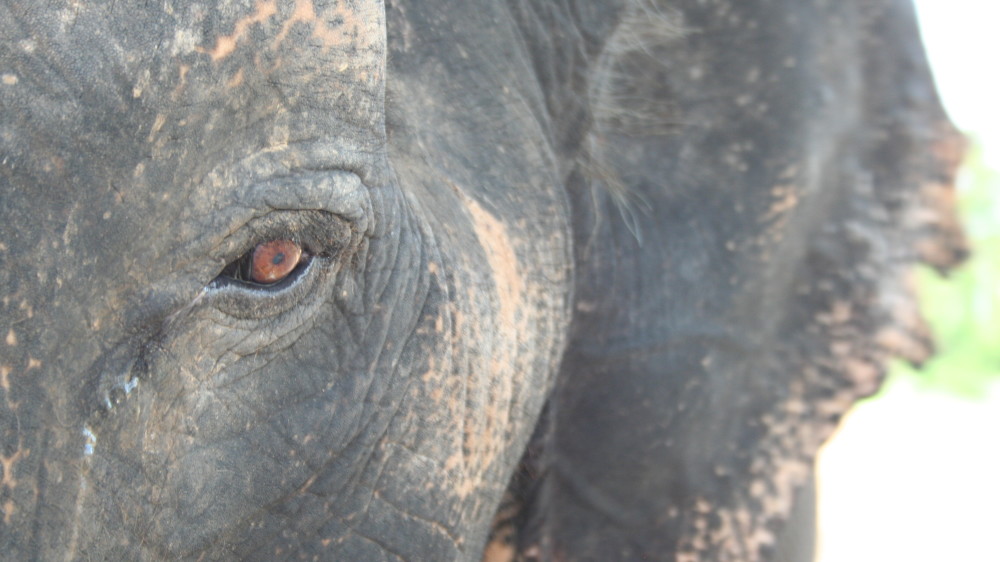 Elephant up close