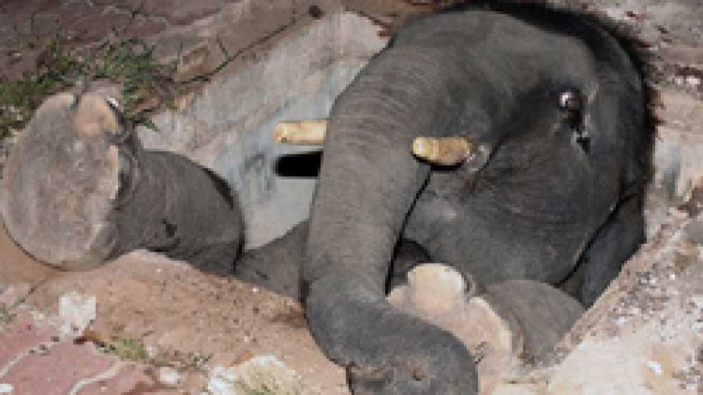 baby elephant trapped in manhole
